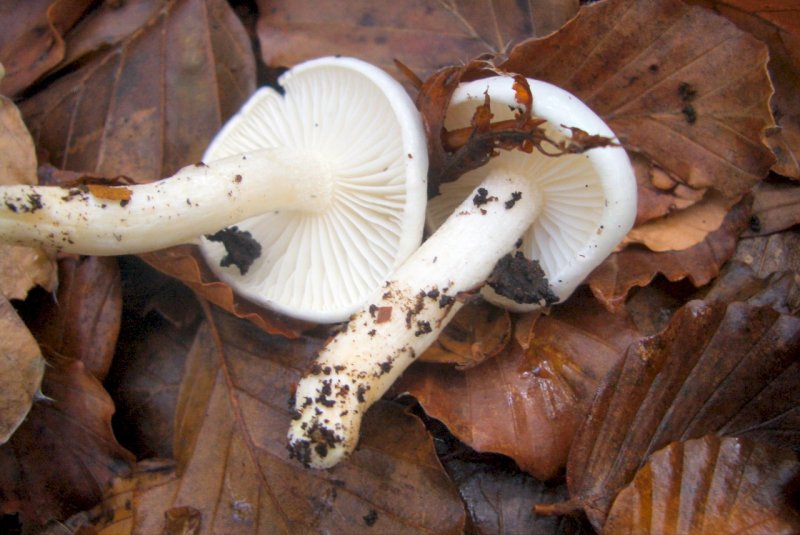 Hygrophorus sp di faggio